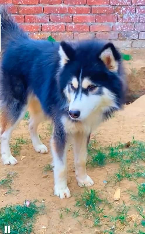 Pedigree  Husky Male For Sale 4