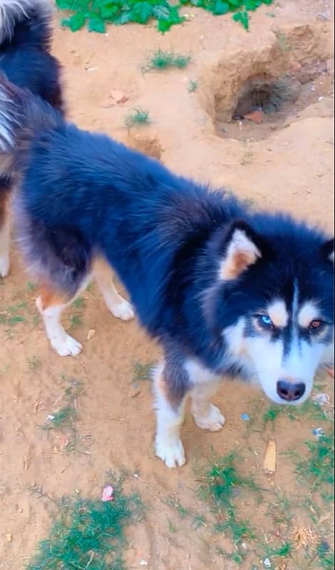 Pedigree  Husky Male For Sale 5