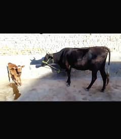 Tazi sui Jarsi cow sath wachi