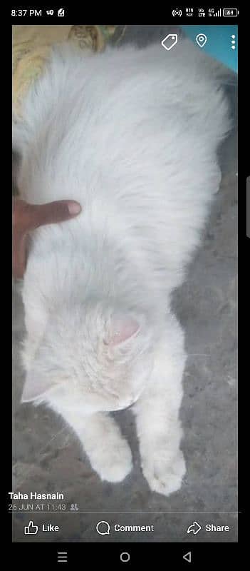 long coated cat male for sale double eyes 0