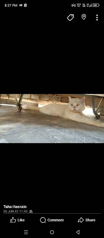 long coated cat male for sale double eyes 1