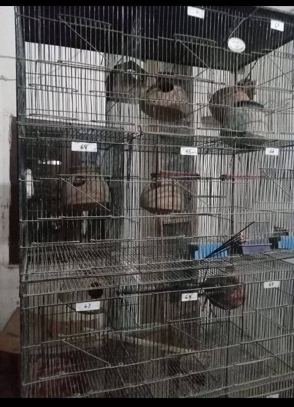 2 parrot cage 1