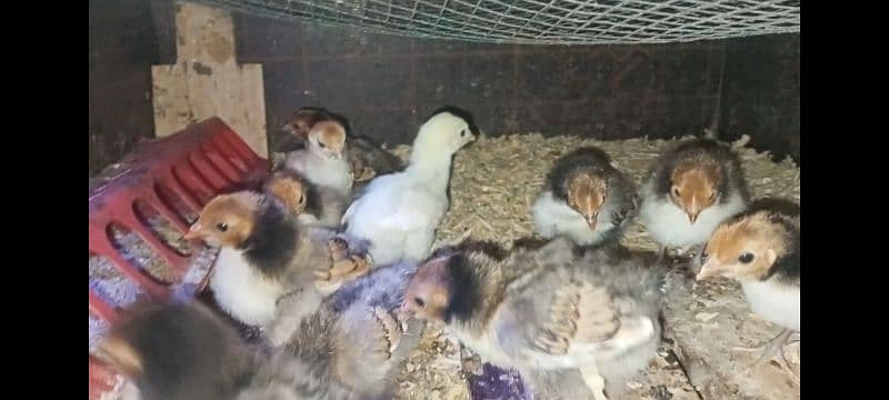 Golden sebright chicks top quality 3