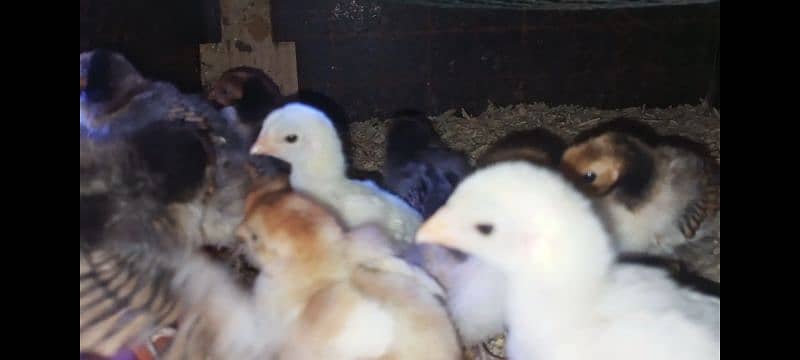 Golden sebright chicks top quality 4