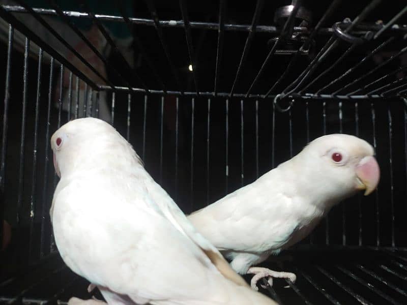 Breeder Albino Black Eye Split Red 1