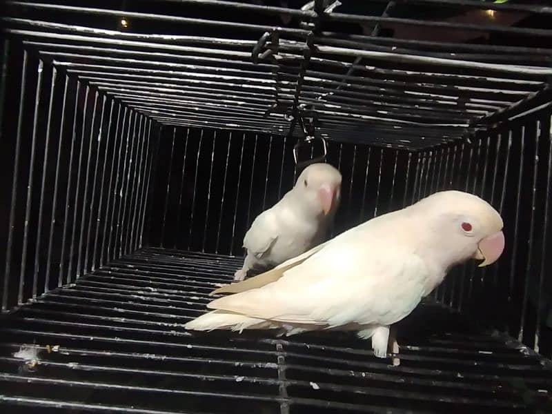 Breeder Albino Black Eye Split Red 2