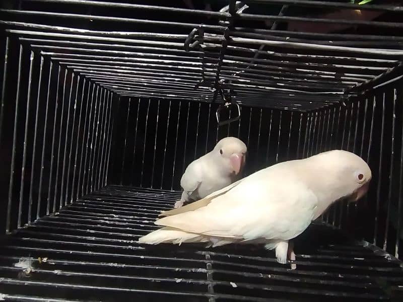 Breeder Albino Black Eye Split Red 3