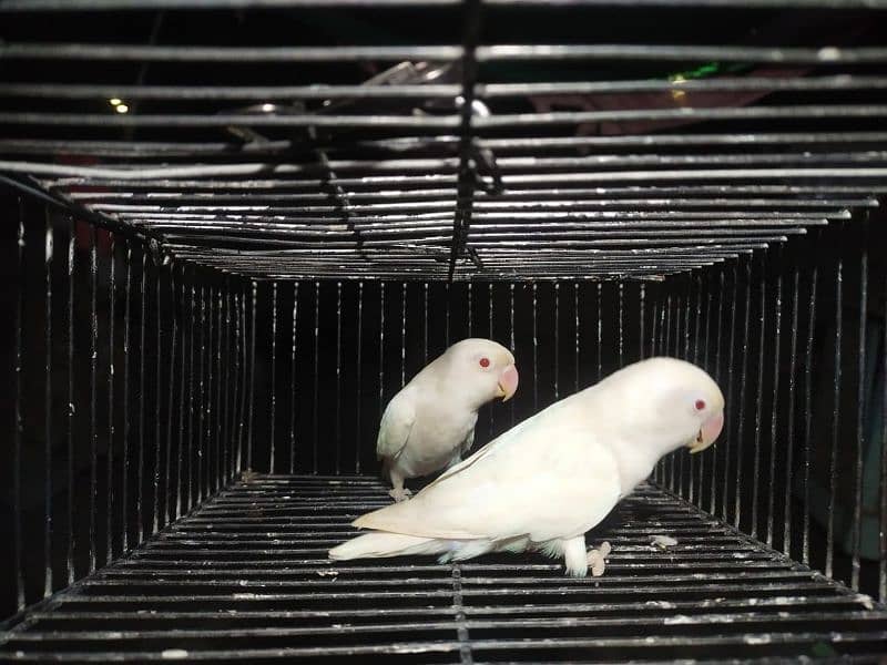 Breeder Albino Black Eye Split Red 4