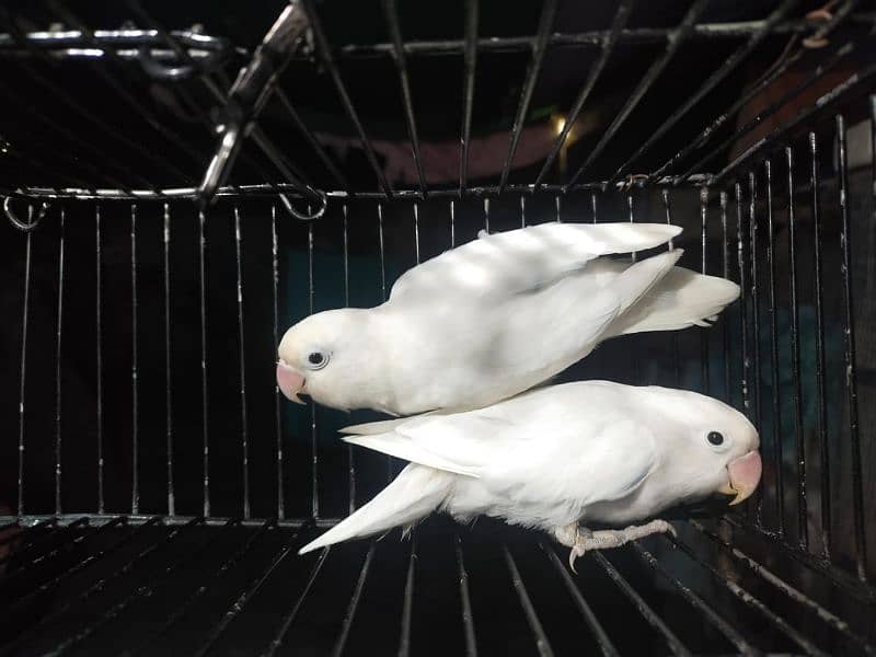 Breeder Albino Black Eye Split Red 5