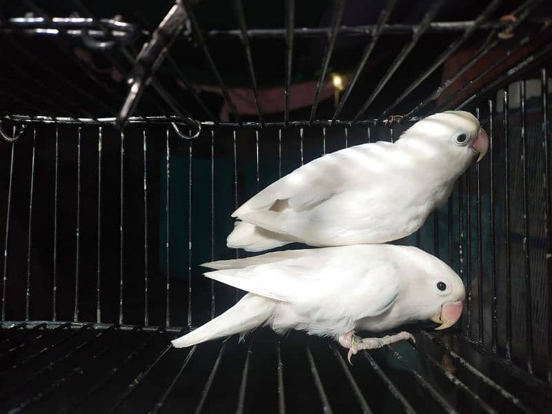 Breeder Albino Black Eye Split Red 7