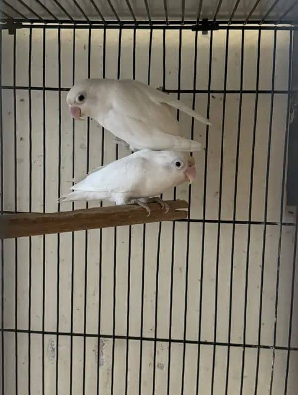 Breeder Albino Black Eye Split Red 8