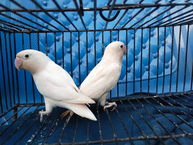 Breeder Albino Black Eye Split Red 9