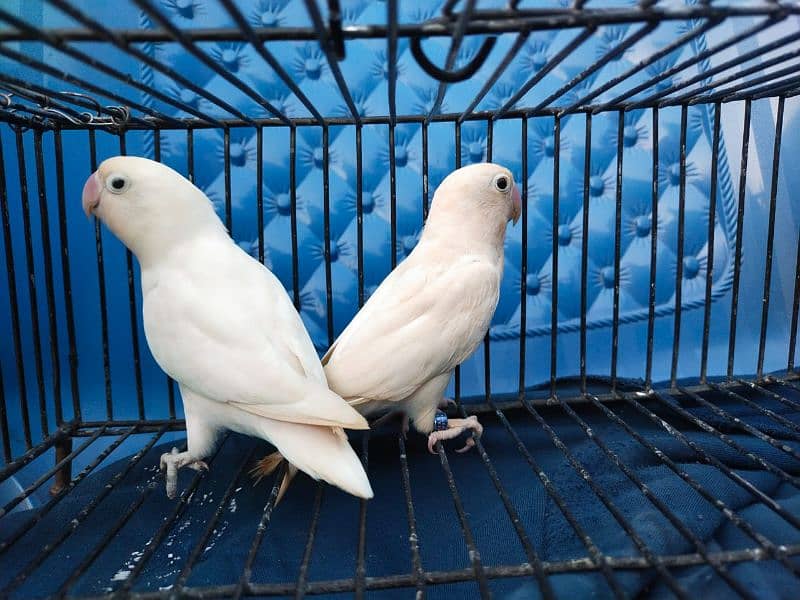 Breeder Albino Black Eye Split Red 15