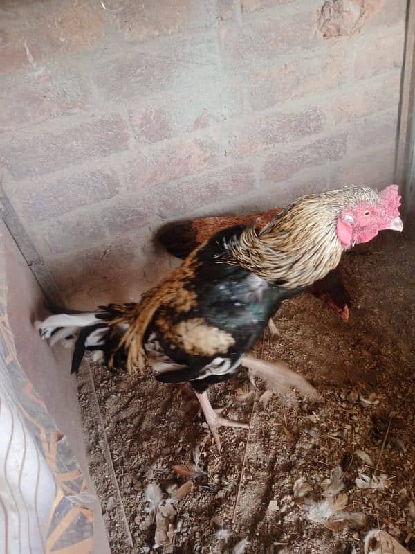 breeding pair of hen 0