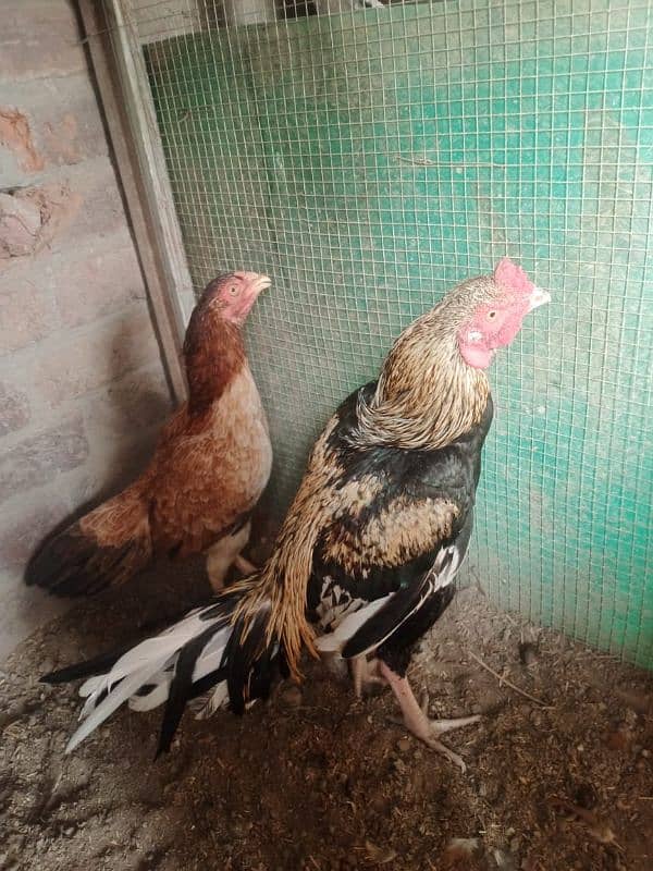 breeding pair of hen 3