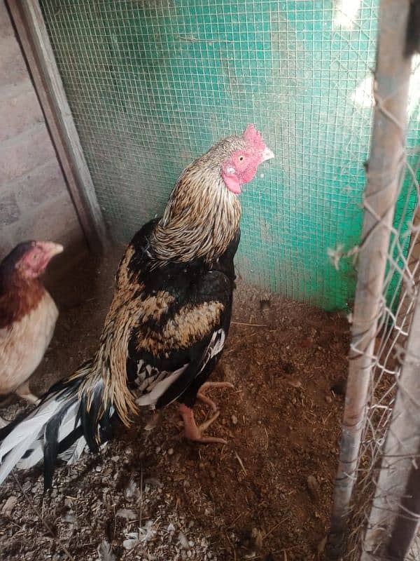 breeding pair of hen 5