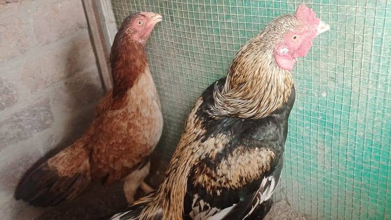 breeding pair of hen 7