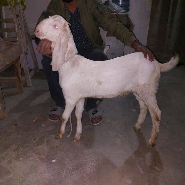 goat for sale 0