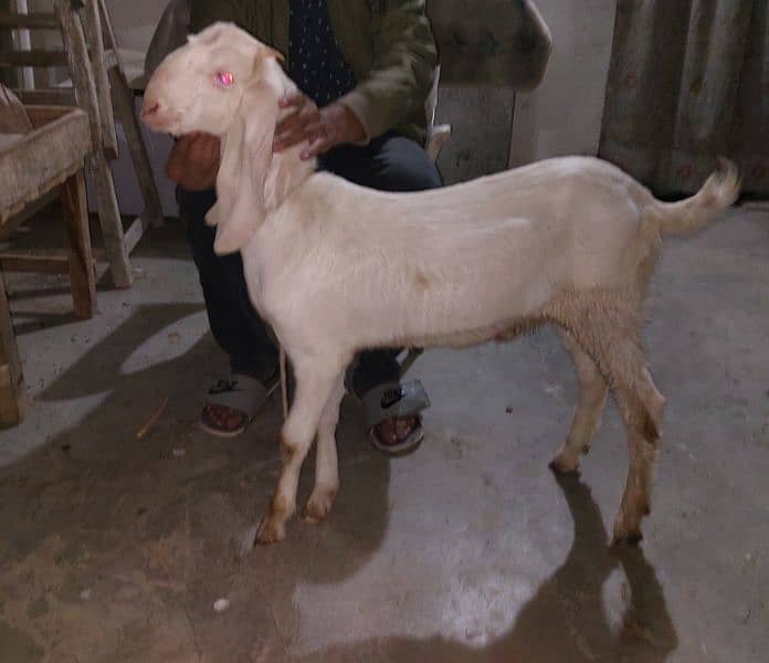 goat for sale 1