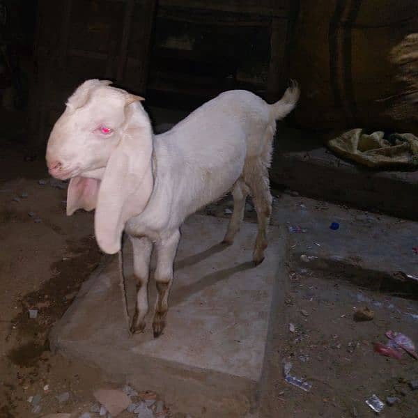 goat for sale 2