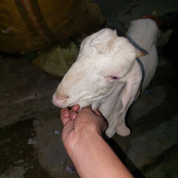 goat for sale 3