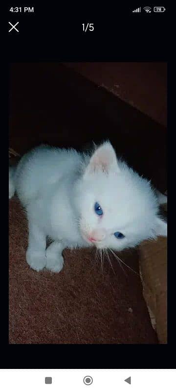 persion kitten available double coated 0