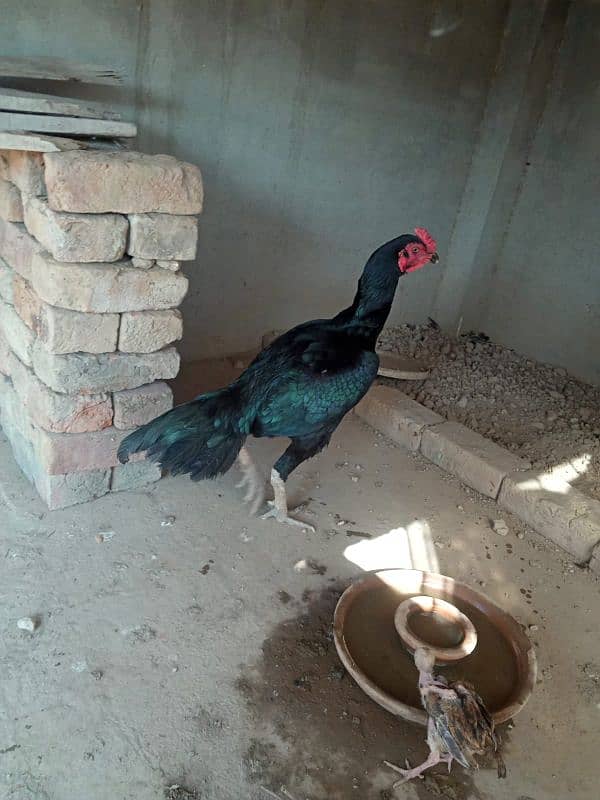 Pure Black Mushka Murga For Sale Ha 3