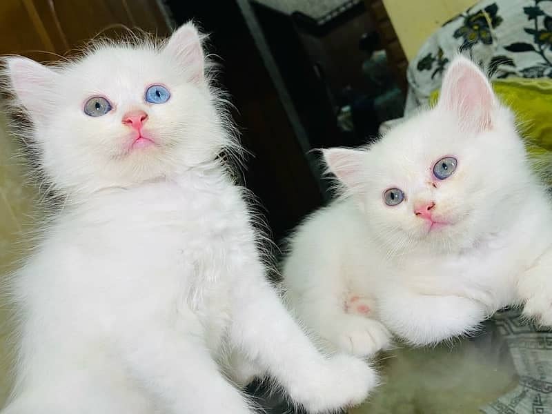 Persian Cat For Sale 2 Manth Age Pair 0