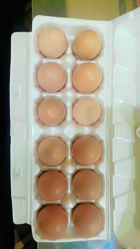 Desi Eggs 1