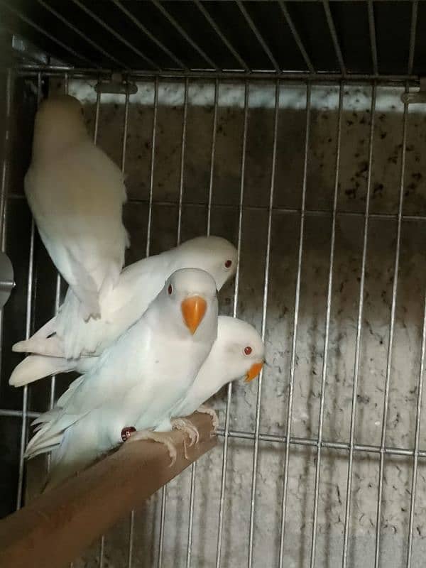 albino red eyes Decino cremino parbule siplit ino pastal ino 1