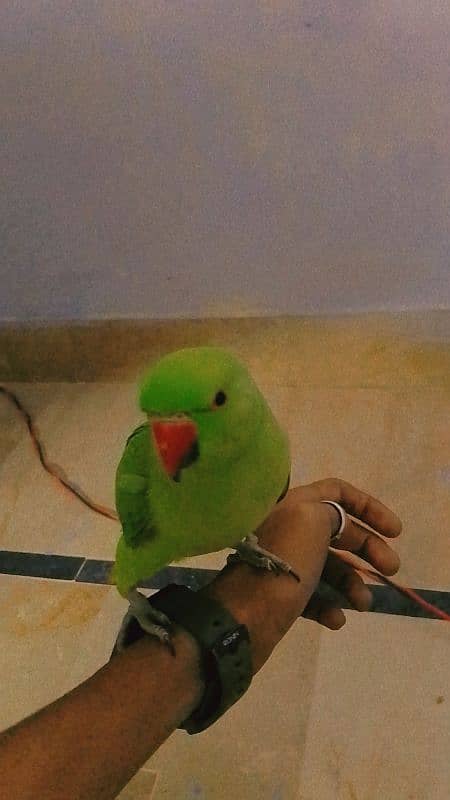 green parrot 0