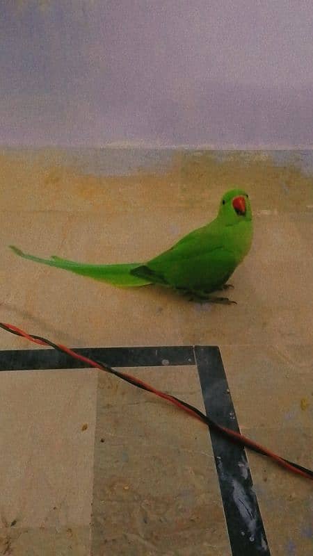 green parrot 1