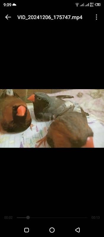 mutation Finch pairs bfbb obb panguin  sub ek sath deynay hain 10k 1