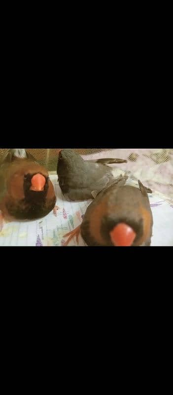 mutation Finch pairs bfbb obb panguin  sub ek sath deynay hain 10k 2