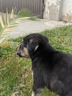 German Shepherd | long coated German Shepherd puppies