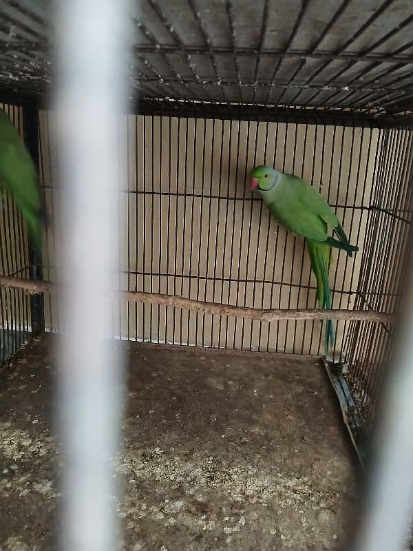 Green parrot 0