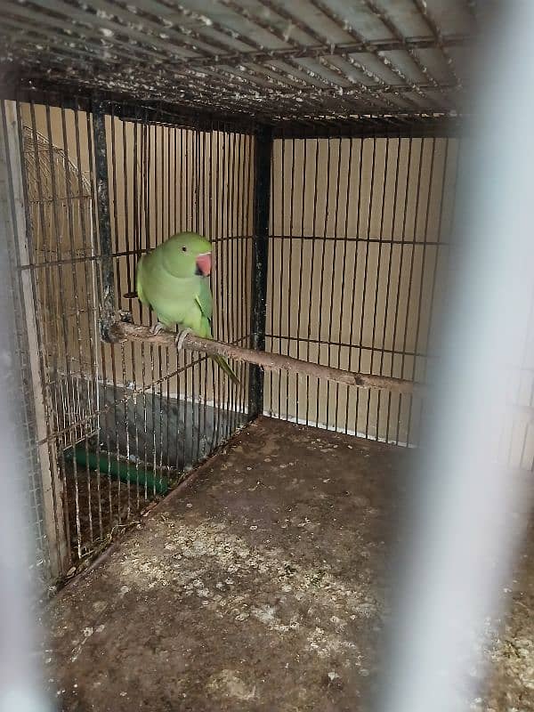 Green parrot 1