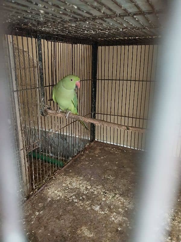 Green parrot 2