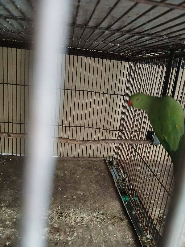 Green parrot 4