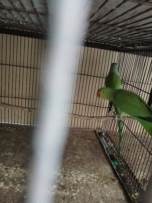 Green parrot 5