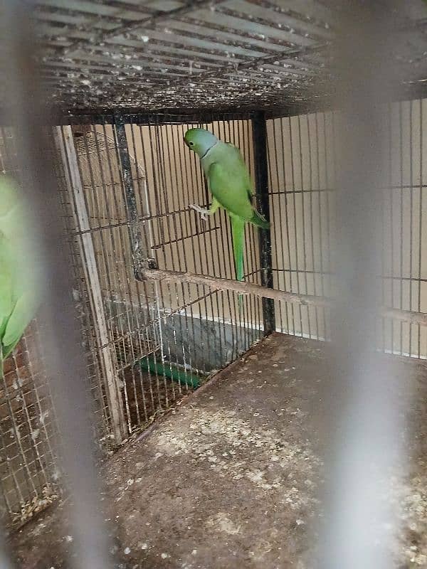 Green parrot 6