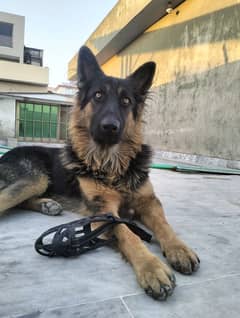 German shepherd gsd dog