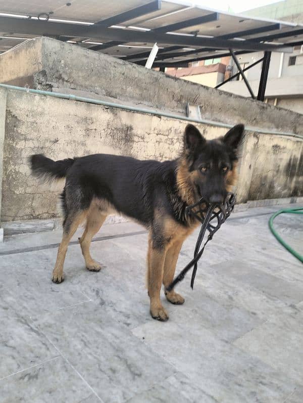 German shepherd gsd dog 1