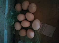 Fresh Aseel Fertile Eggs available contact 03110991631