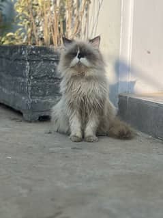 Persian cats pair