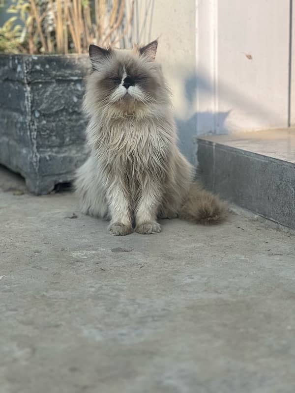 Persian cats pair 2