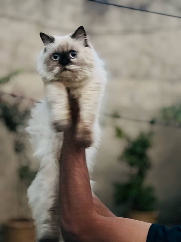 Persian cats pair 4