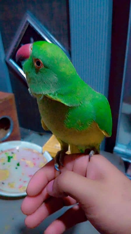 green parrot fully friendly 0