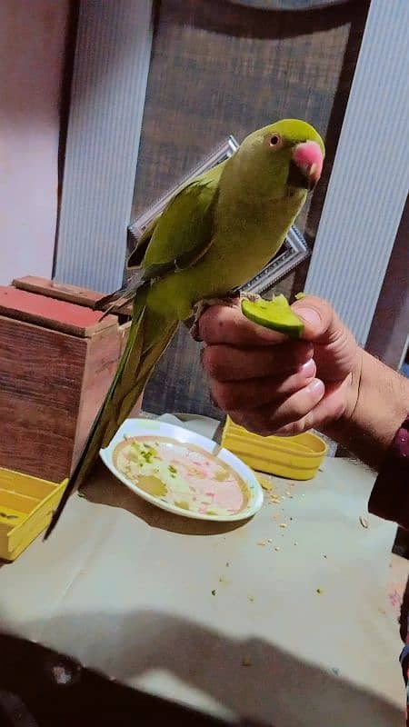 green parrot fully friendly 1