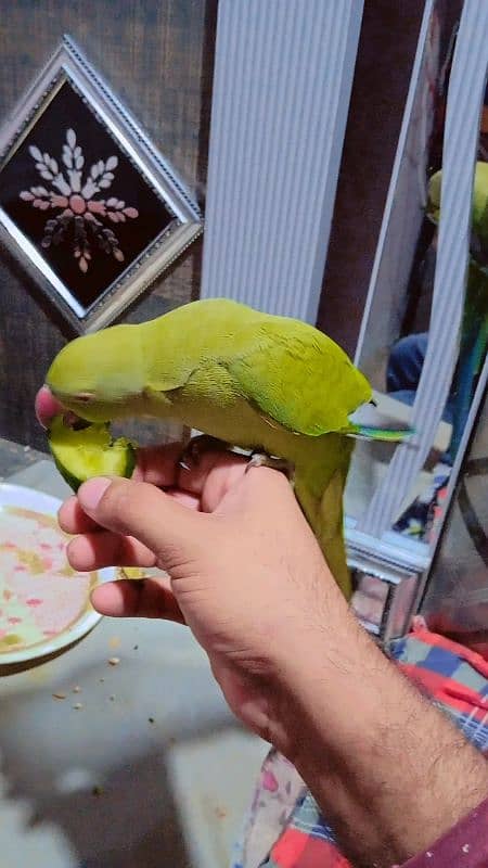 green parrot fully friendly 2